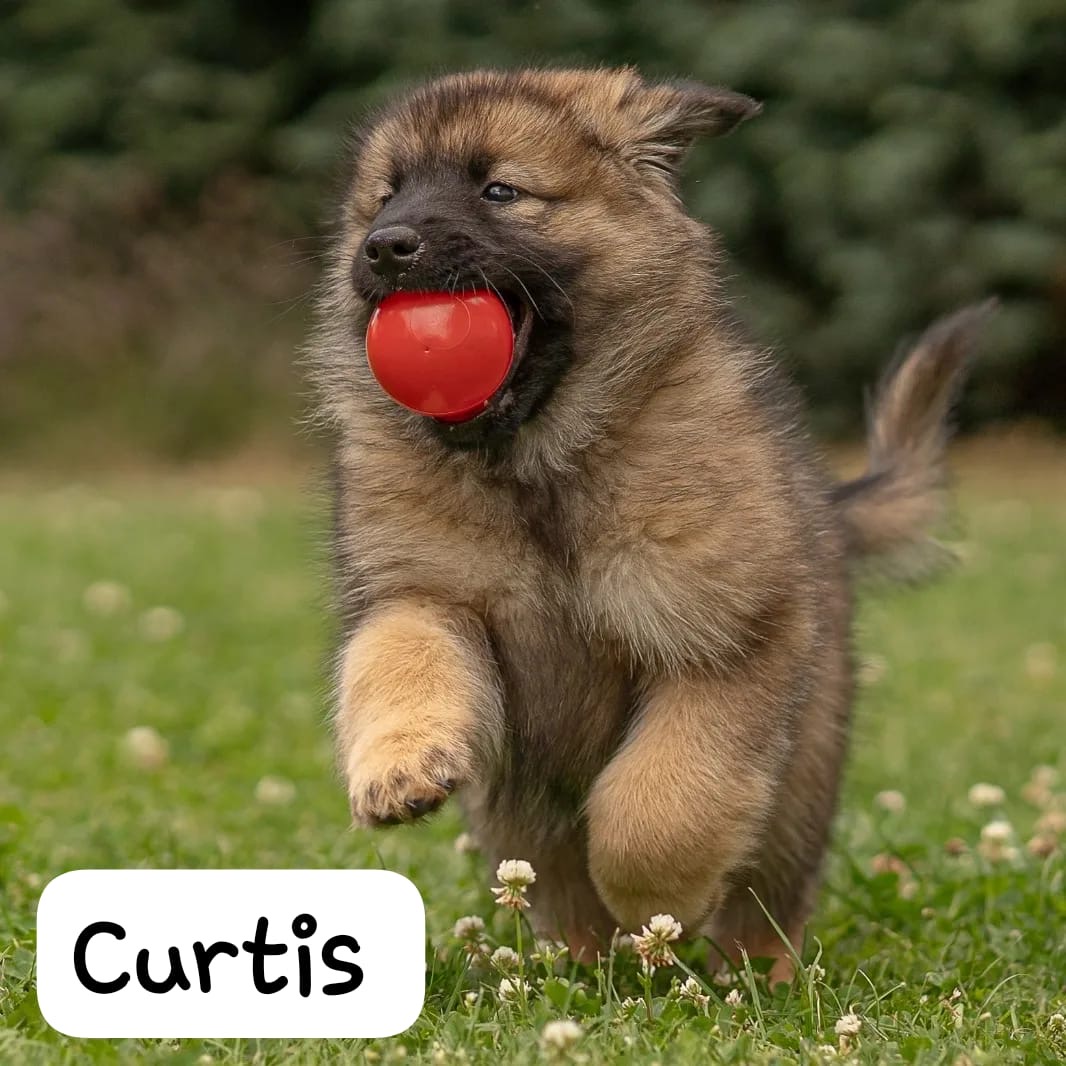 Curtis 9.jpg